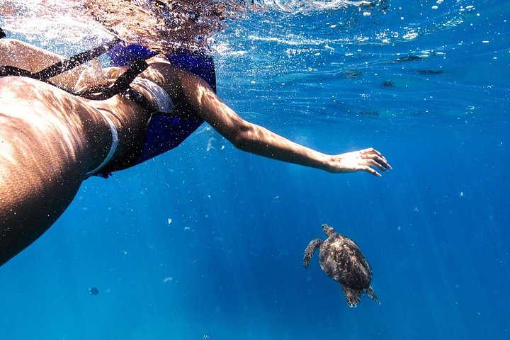 Excursion de plongée avec tuba à Waikiki, Oahu, avec des tortues vertes et des vues panoramiques, photo 13 | wizardtrip