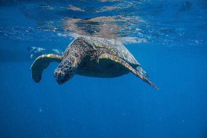 Excursion de plongée avec tuba à Waikiki, Oahu, avec des tortues vertes et des vues panoramiques, photo 14 | wizardtrip