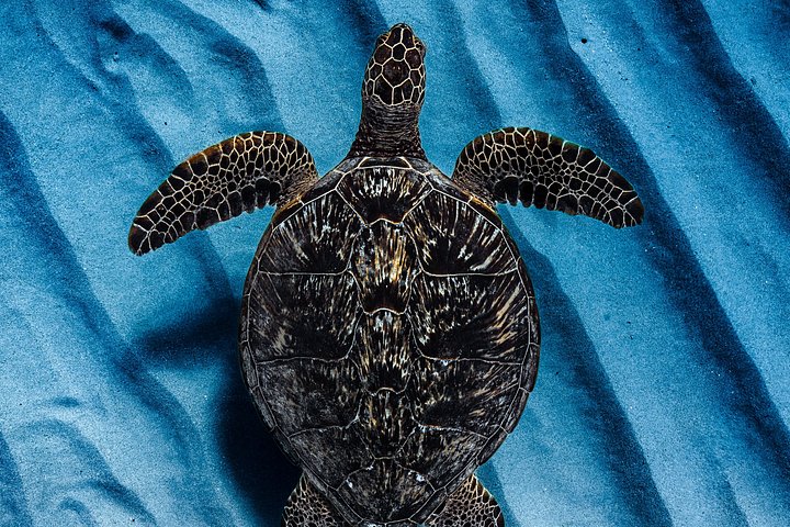 Excursion de plongée avec tuba à Waikiki, Oahu, avec des tortues vertes et des vues panoramiques, photo 18 | wizardtrip