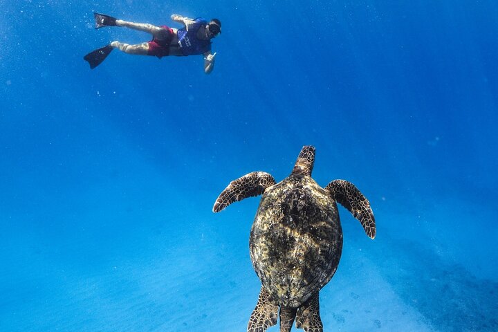 Excursion de plongée avec tuba à Waikiki, Oahu, avec des tortues vertes et des vues panoramiques, photo 19 | wizardtrip
