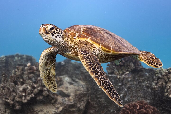 Excursion de plongée avec tuba à Waikiki, Oahu, avec des tortues vertes et des vues panoramiques, photo 22 | wizardtrip