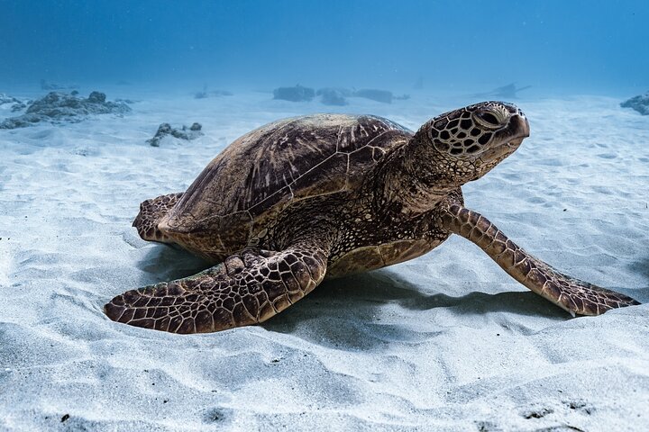 Excursion de plongée avec tuba à Waikiki, Oahu, avec des tortues vertes et des vues panoramiques, photo 25 | wizardtrip