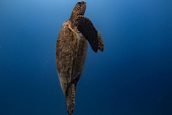 Excursion de plongée avec tuba à Waikiki, Oahu, avec des tortues vertes et des vues panoramiques, photo 26 | wizardtrip
