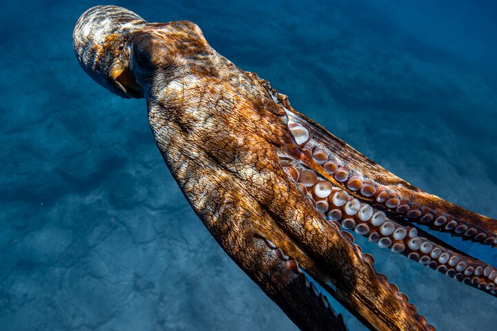 Excursion de plongée avec tuba à Waikiki, Oahu, avec des tortues vertes et des vues panoramiques, photo 27 | wizardtrip