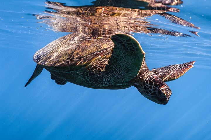 Excursion de plongée avec tuba à Waikiki, Oahu, avec des tortues vertes et des vues panoramiques, photo 28 | wizardtrip