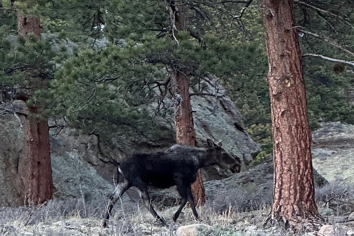 Naturskjønn tur i Rocky Mountain nasjonalpark i en varebil med glasstak, foto 8 | wizardtrip