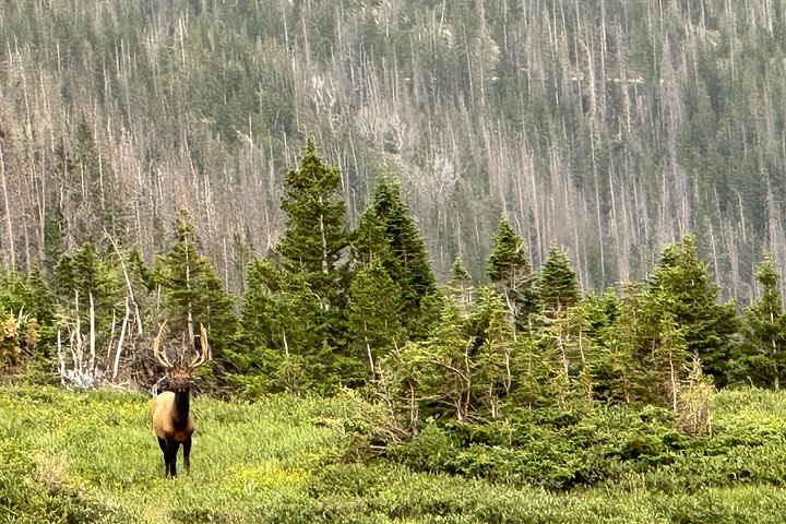 Naturskjønn tur i Rocky Mountain nasjonalpark i en varebil med glasstak, foto 16 | wizardtrip