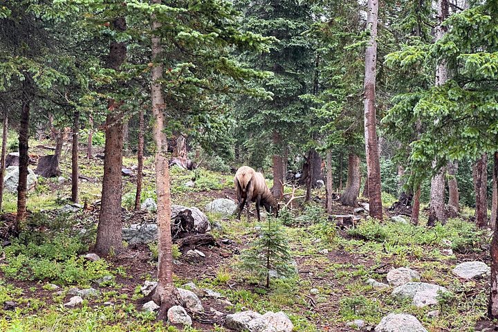 Naturskjønn tur i Rocky Mountain nasjonalpark i en varebil med glasstak, foto 20 | wizardtrip