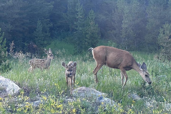 Naturskjønn tur i Rocky Mountain nasjonalpark i en varebil med glasstak, foto 23 | wizardtrip
