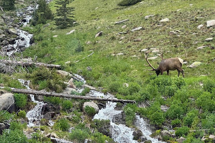 Naturskjønn tur i Rocky Mountain nasjonalpark i en varebil med glasstak, foto 26 | wizardtrip