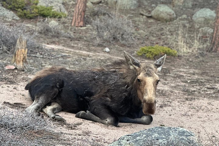 Naturskjønn tur i Rocky Mountain nasjonalpark i en varebil med glasstak, foto 28 | wizardtrip