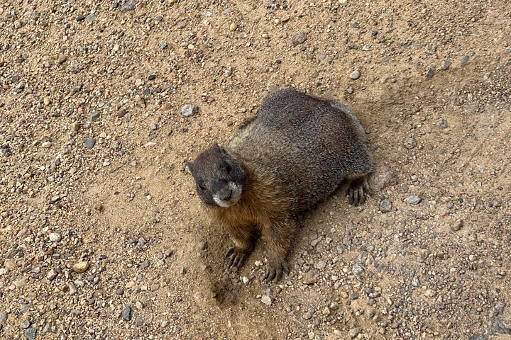 Naturskjønn tur i Rocky Mountain nasjonalpark i en varebil med glasstak, foto 29 | wizardtrip