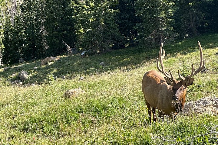 Naturskjønn tur i Rocky Mountain nasjonalpark i en varebil med glasstak, foto 31 | wizardtrip
