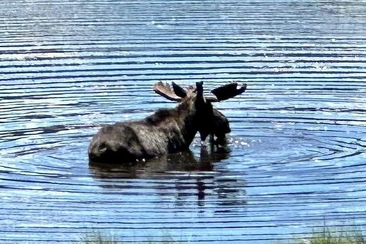 Naturskjønn tur i Rocky Mountain nasjonalpark i en varebil med glasstak, foto 33 | wizardtrip