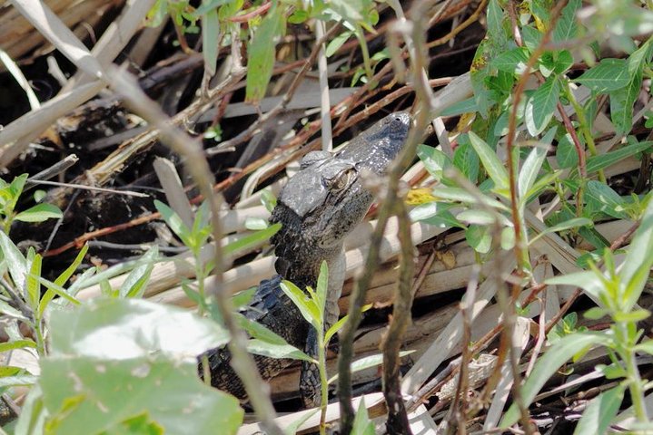 Experimente um emocionante passeio de airboat pelas Everglades da Flórida perto de Orlando, avistando vida selvagem, foto 6 | wizardtrip