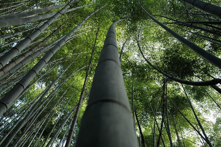 Guidet tidlig morgentur til Kyotos Fushimi Inari Shrine, Arashiyama bambusskog og Kinkakuji, foto 18 | wizardtrip