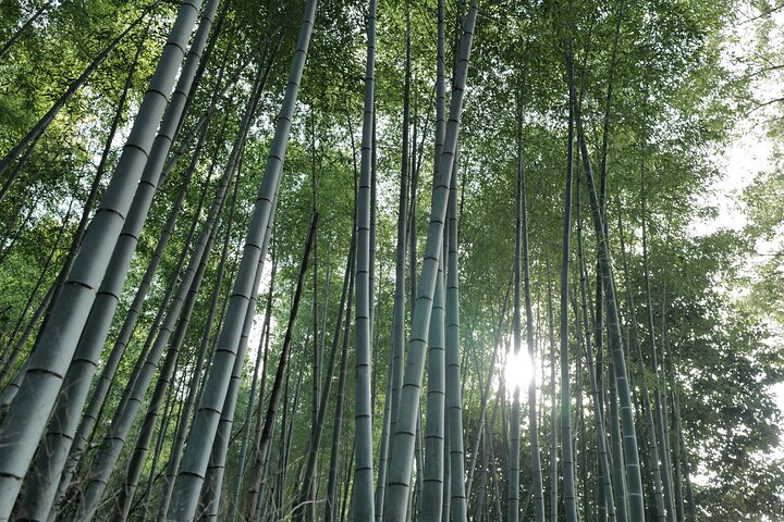 Guidet tidlig morgentur til Kyotos Fushimi Inari Shrine, Arashiyama bambusskog og Kinkakuji, foto 21 | wizardtrip