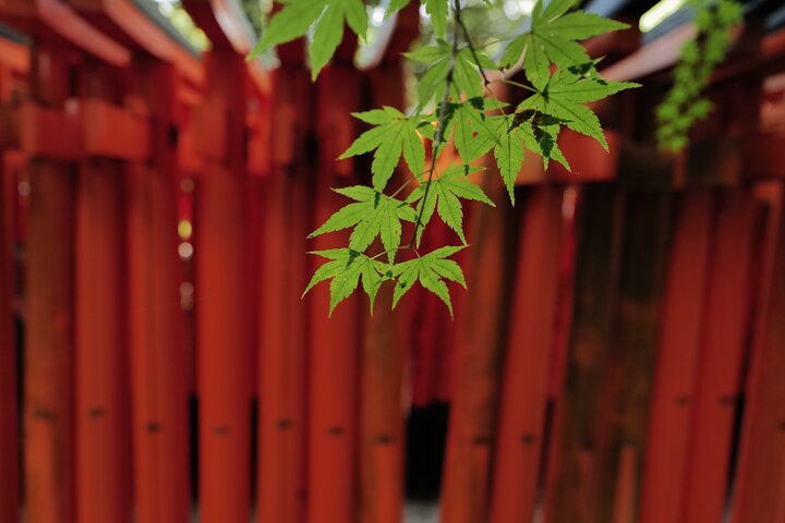 Guidet tidlig morgentur til Kyotos Fushimi Inari Shrine, Arashiyama bambusskog og Kinkakuji, foto 24 | wizardtrip