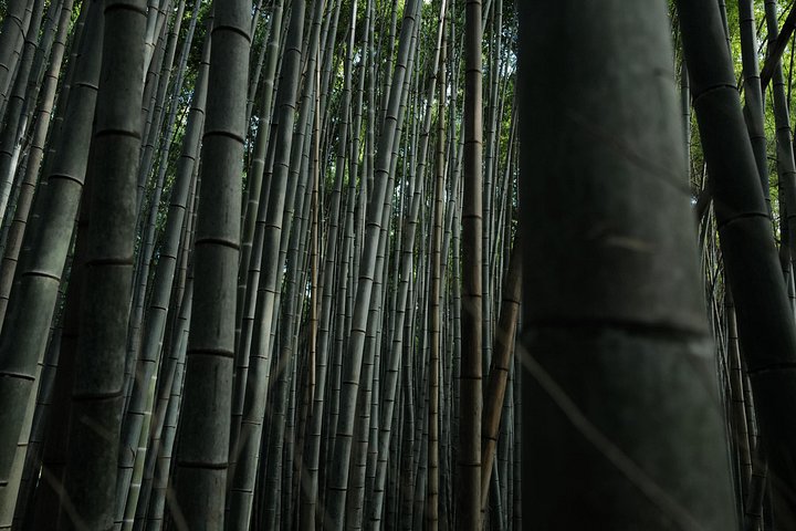 Guidet tidlig morgentur til Kyotos Fushimi Inari Shrine, Arashiyama bambusskog og Kinkakuji, foto 36 | wizardtrip
