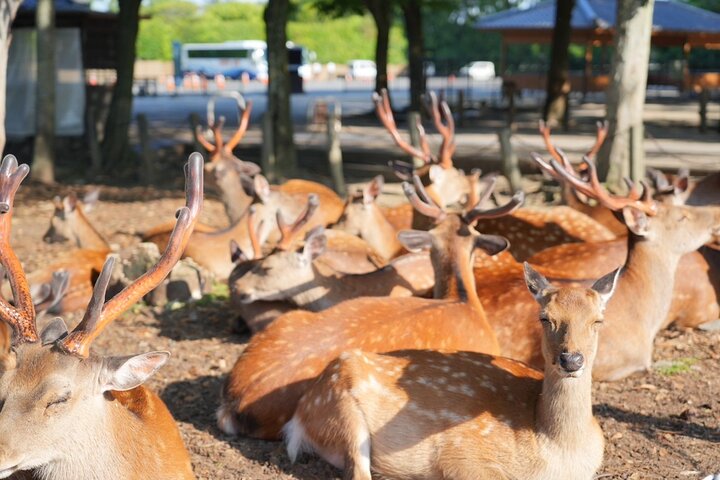 Nara Early Morning Tour: Beat the Crowds from Kyoto or Osaka | wizardtrip
