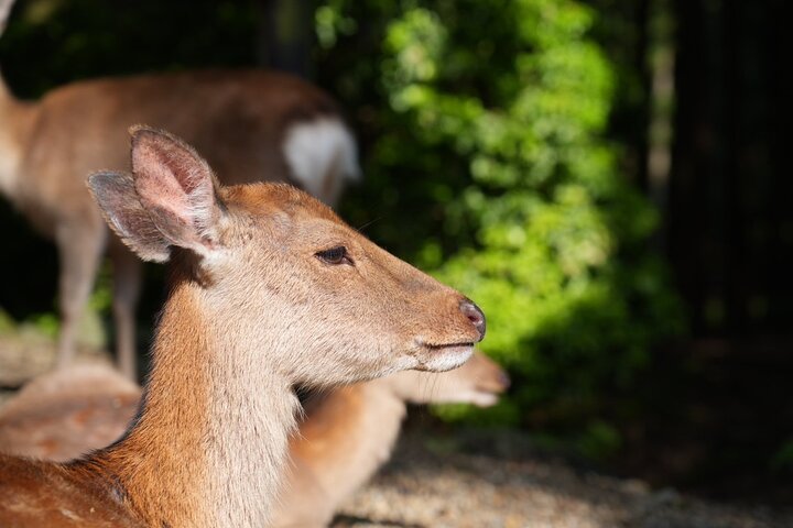 Früher Morgenrundgang durch Naras historische Tempel und den Wildpark, Foto 6 | wizardtrip