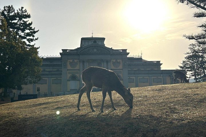 Früher Morgenrundgang durch Naras historische Tempel und den Wildpark, Foto 7 | wizardtrip