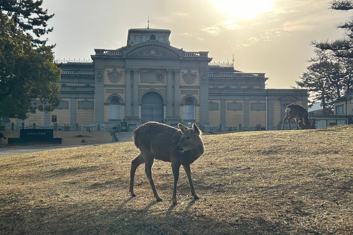 Früher Morgenrundgang durch Naras historische Tempel und den Wildpark, Foto 8 | wizardtrip
