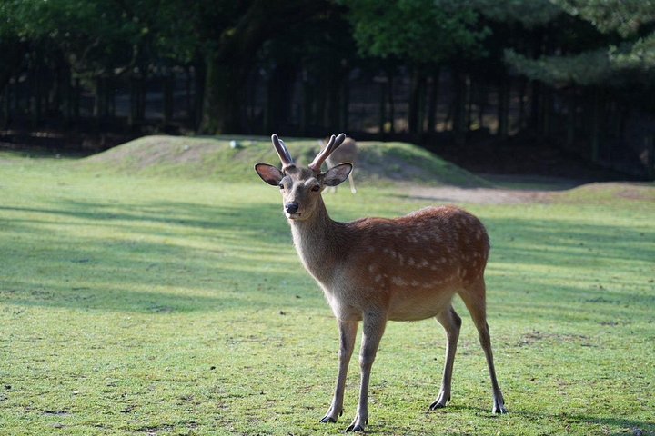 Früher Morgenrundgang durch Naras historische Tempel und den Wildpark, Foto 15 | wizardtrip
