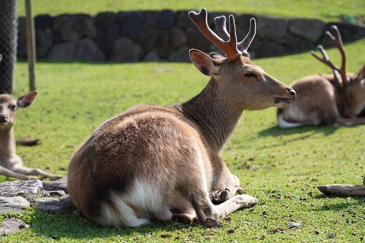 Früher Morgenrundgang durch Naras historische Tempel und den Wildpark, Foto 18 | wizardtrip