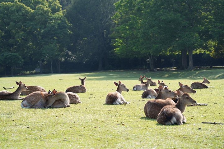 Früher Morgenrundgang durch Naras historische Tempel und den Wildpark, Foto 19 | wizardtrip