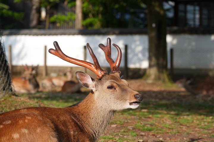 Früher Morgenrundgang durch Naras historische Tempel und den Wildpark, Foto 23 | wizardtrip