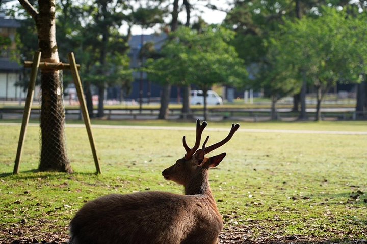 Früher Morgenrundgang durch Naras historische Tempel und den Wildpark, Foto 25 | wizardtrip