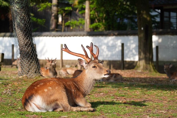 Früher Morgenrundgang durch Naras historische Tempel und den Wildpark, Foto 26 | wizardtrip