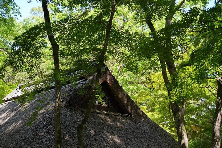 Früher Morgenrundgang durch Naras historische Tempel und den Wildpark, Foto 29 | wizardtrip