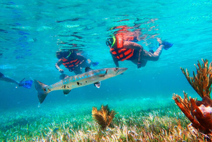 Snorkleeventyr ved det store Maya-revet nær Cancun, Mexico, foto 6 | wizardtrip