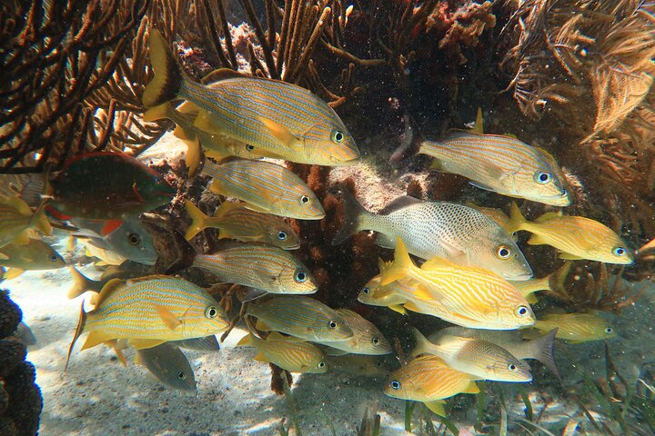 Snorkleeventyr ved det store Maya-revet nær Cancun, Mexico, foto 11 | wizardtrip