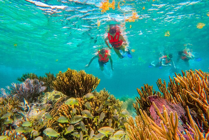 Snorkleeventyr ved det store Maya-revet nær Cancun, Mexico, foto 12 | wizardtrip
