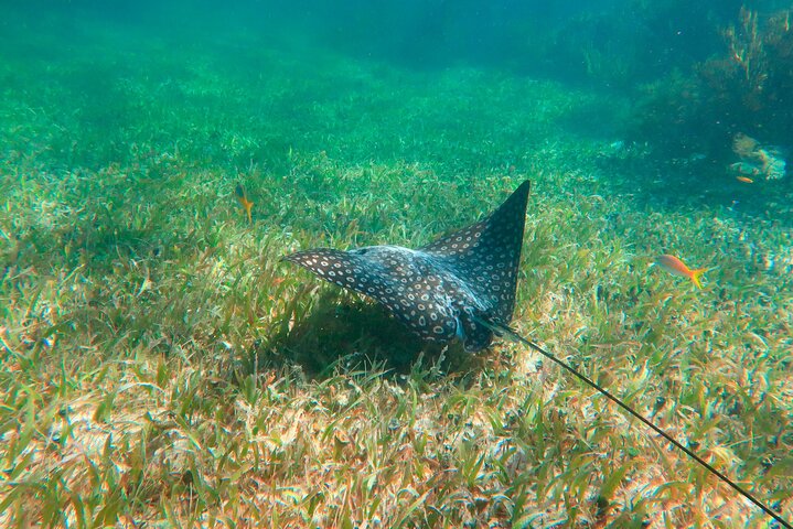 Snorkleeventyr ved det store Maya-revet nær Cancun, Mexico, foto 13 | wizardtrip