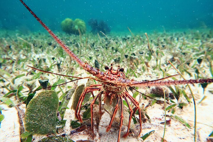 Snorkleeventyr ved det store Maya-revet nær Cancun, Mexico, foto 14 | wizardtrip