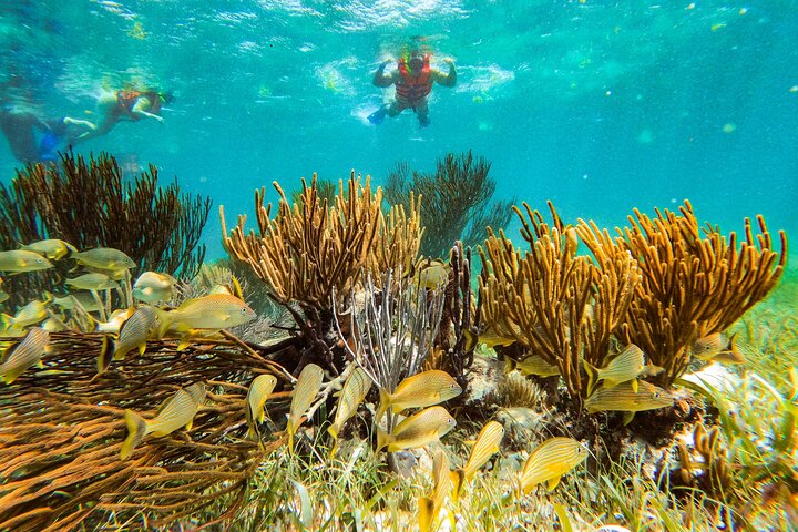 Snorkleeventyr ved det store Maya-revet nær Cancun, Mexico, foto 16 | wizardtrip