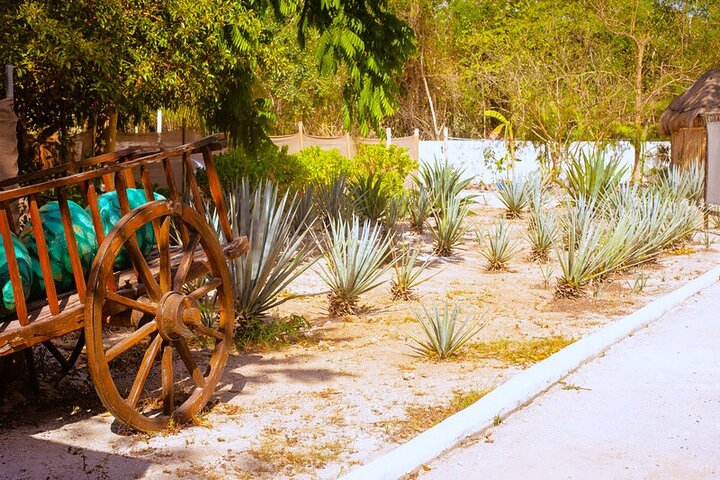 Aventure en VTT, baignade en cénote, snorkeling et détente à la plage à Cozumel, Mexique, photo 20 | wizardtrip