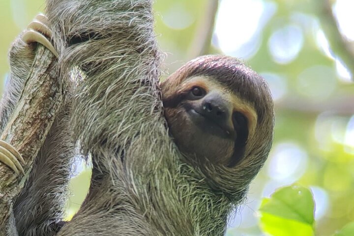 Tour Guiado Parque Manuel Antonio con Opción de Entrada Incluida | wizardtrip