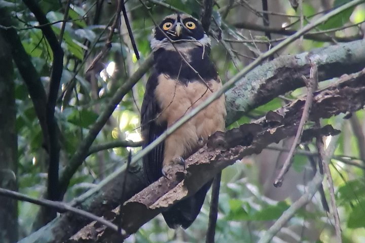 Guidet dyrelivstur i Manuel Antonio Nationalpark, Costa Rica, med dovendyr, aber og smukke strande, foto 7 | wizardtrip