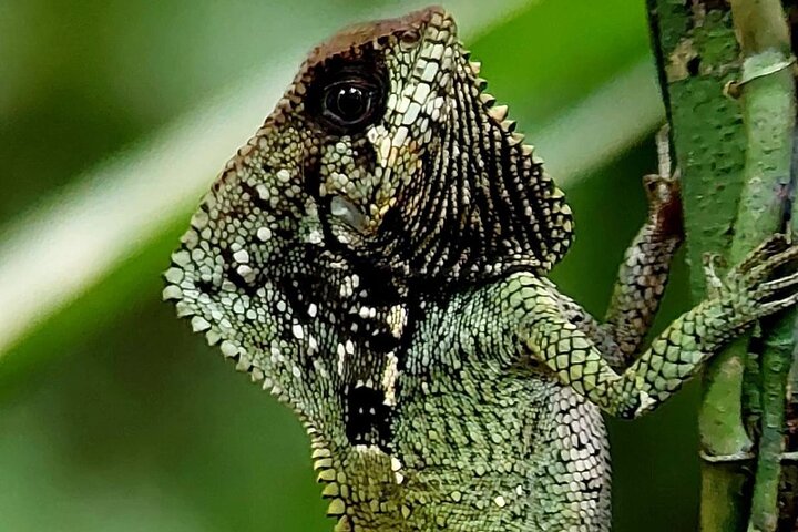 Guidet dyrelivstur i Manuel Antonio Nationalpark, Costa Rica, med dovendyr, aber og smukke strande, foto 8 | wizardtrip