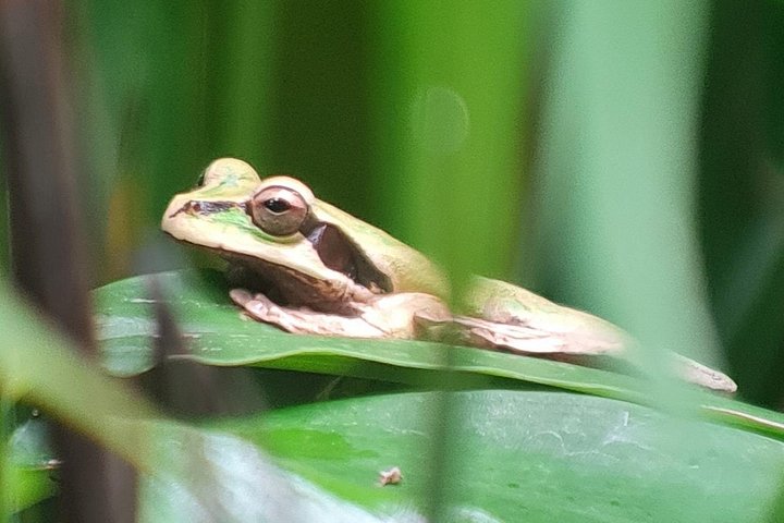 Guidet dyrelivstur i Manuel Antonio Nationalpark, Costa Rica, med dovendyr, aber og smukke strande, foto 9 | wizardtrip