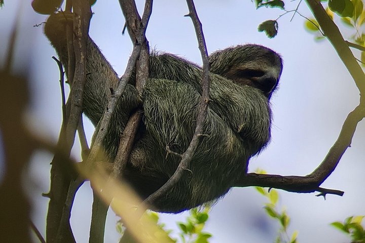Guidet dyrelivstur i Manuel Antonio Nationalpark, Costa Rica, med dovendyr, aber og smukke strande, foto 10 | wizardtrip