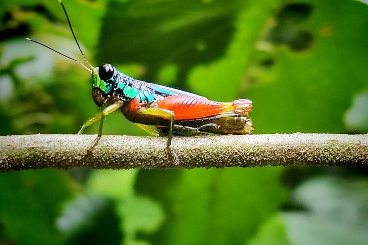 Guidet dyrelivstur i Manuel Antonio Nationalpark, Costa Rica, med dovendyr, aber og smukke strande, foto 11 | wizardtrip