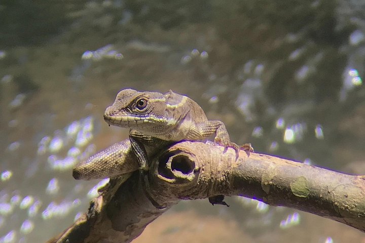 Guidet dyrelivstur i Manuel Antonio Nationalpark, Costa Rica, med dovendyr, aber og smukke strande, foto 12 | wizardtrip