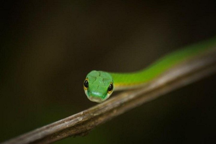 Guidet dyrelivstur i Manuel Antonio Nationalpark, Costa Rica, med dovendyr, aber og smukke strande, foto 14 | wizardtrip