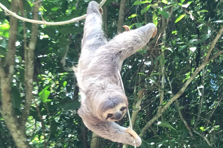 Guidet dyrelivstur i Manuel Antonio Nationalpark, Costa Rica, med dovendyr, aber og smukke strande, foto 15 | wizardtrip